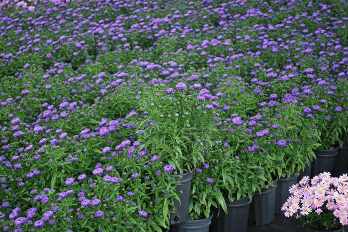 Aster Novi Belgii 'showmakers Blue Bayou' - View 3 from www redcrocus com
