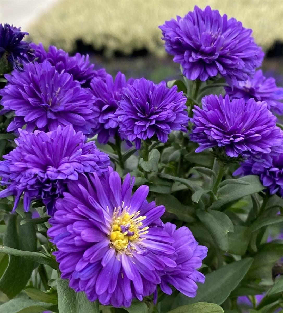 Aster Novi Belgii 'showmakers Blue Bayou' - View 4 from www redcrocus com