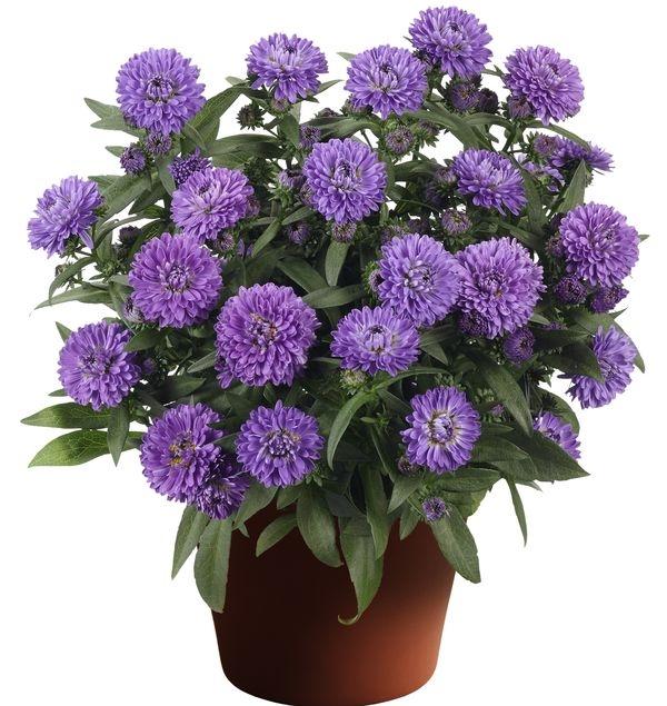 Aster Novi Belgii 'showmakers Blue Bayou' - View 5 from www redcrocus com