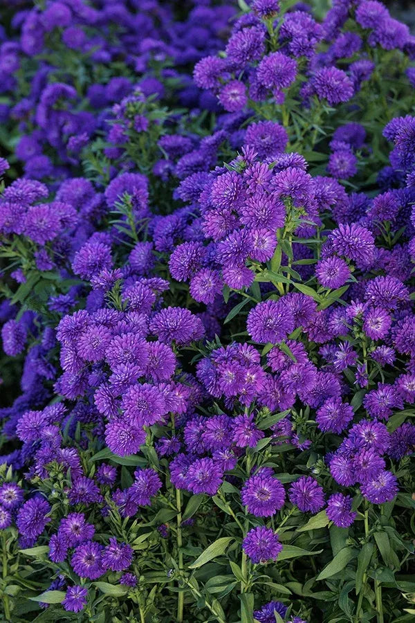 Aster Novi Belgii 'showmakers Blue Bayou' - View 6 from www redcrocus com