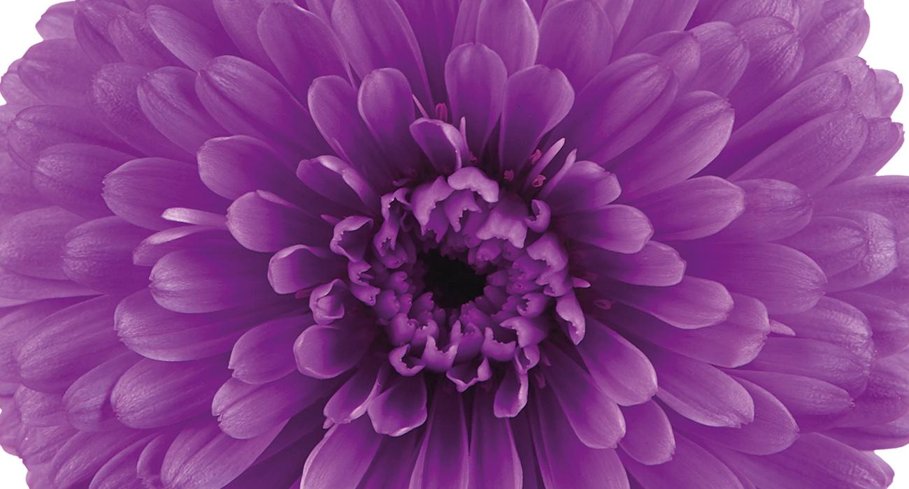 Aster Novi Belgii 'showmakers Pretty Pink' - View 10 from www redcrocus com