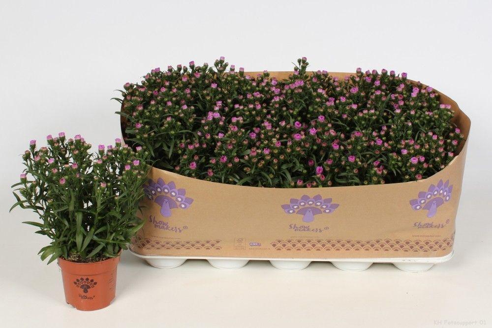 Aster Novi Belgii 'showmakers Pretty Pink' - View 11 from www redcrocus com