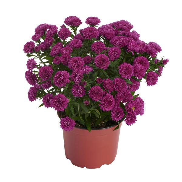 Aster Novi Belgii 'showmakers Pretty Pink' - View 14 from www redcrocus com