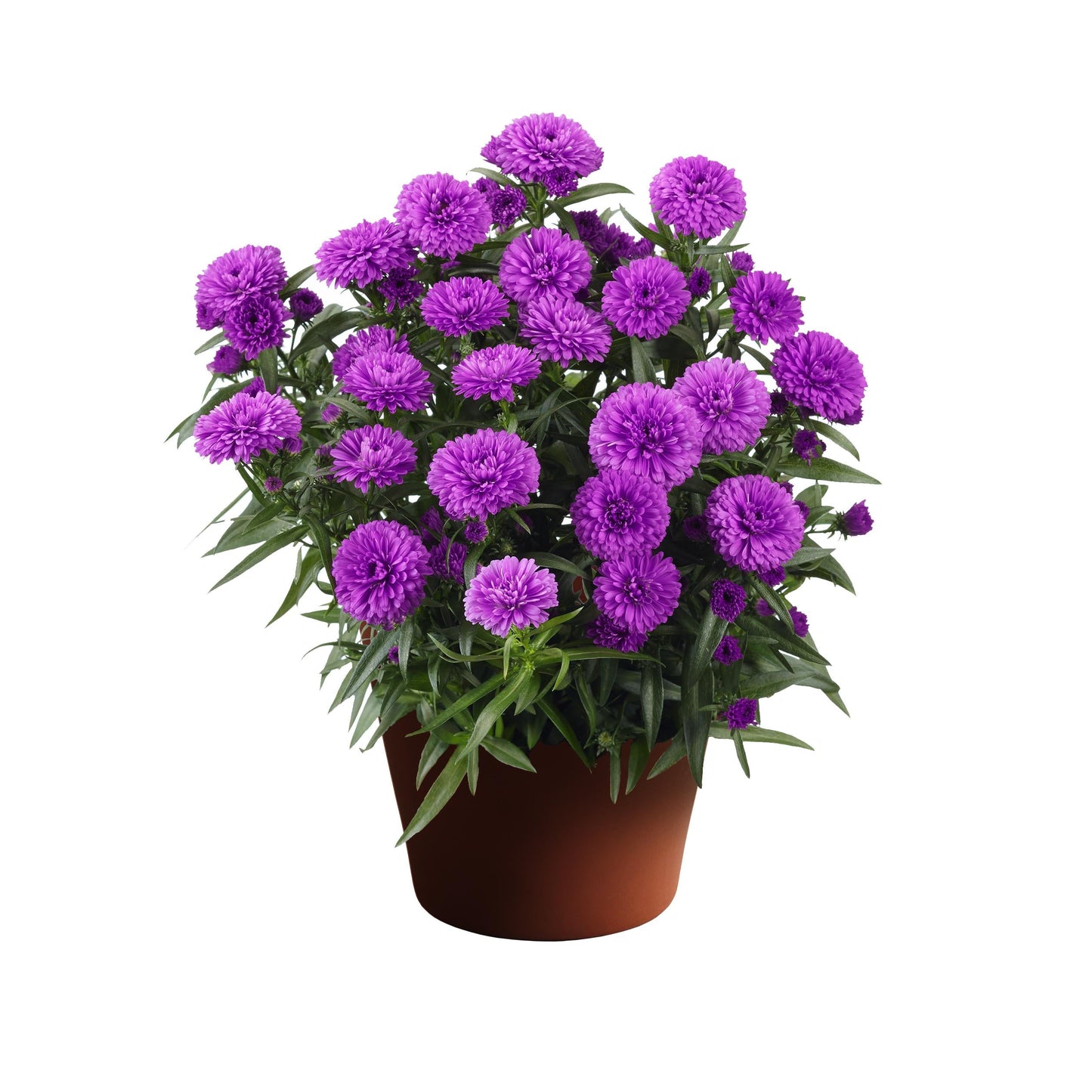 Aster Novi Belgii 'showmakers Pretty Pink' - View 15 from www redcrocus com