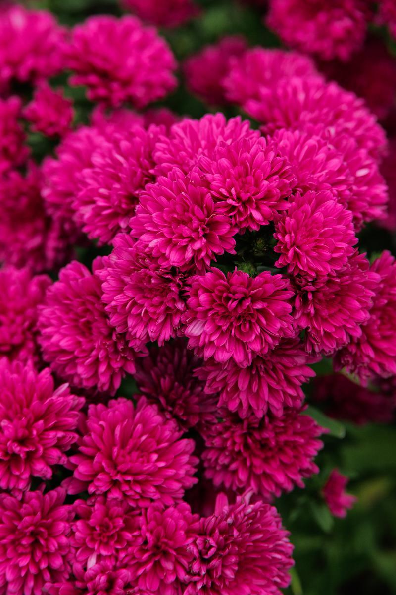 Aster Novi Belgii 'showmakers Pretty Pink' - View 17 from www redcrocus com