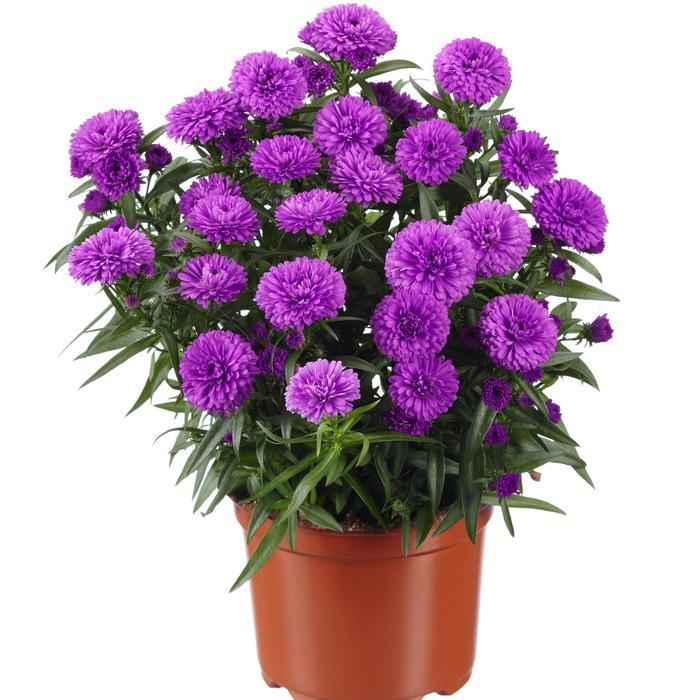 Aster Novi Belgii 'showmakers Pretty Pink' - View 5 from www redcrocus com