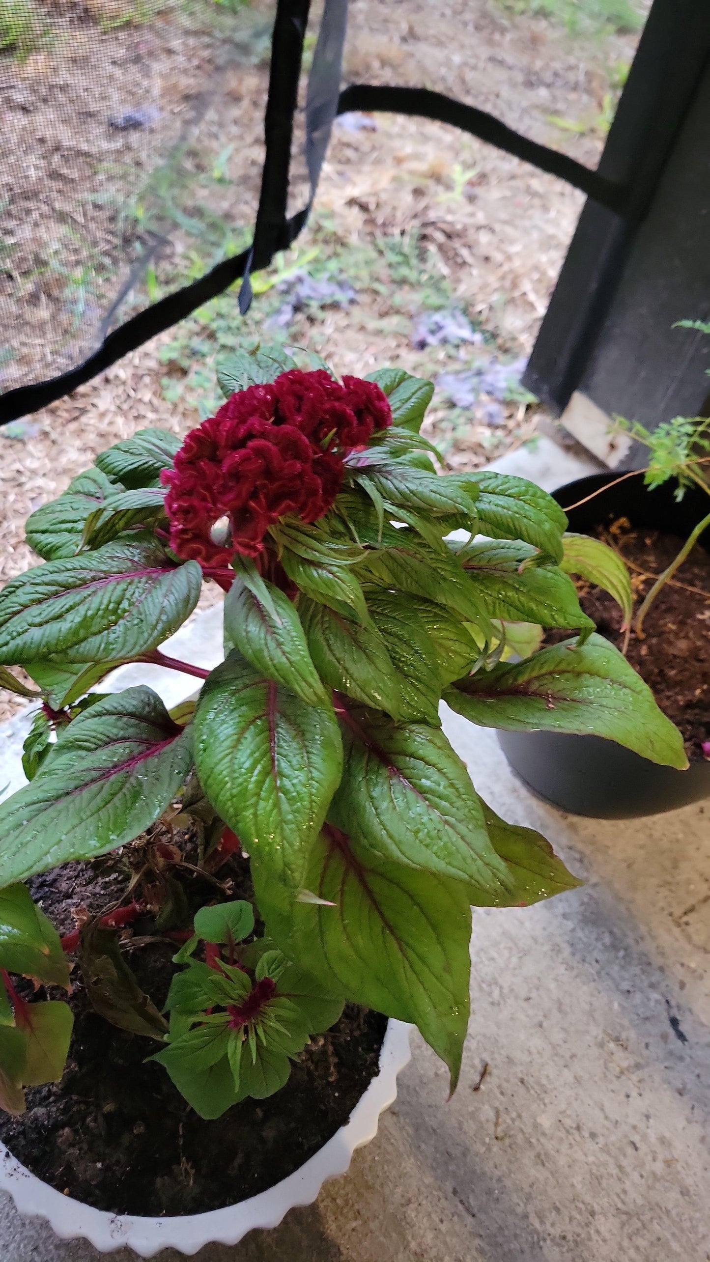 Celosia 'dracula' - View 11 from www redcrocus com