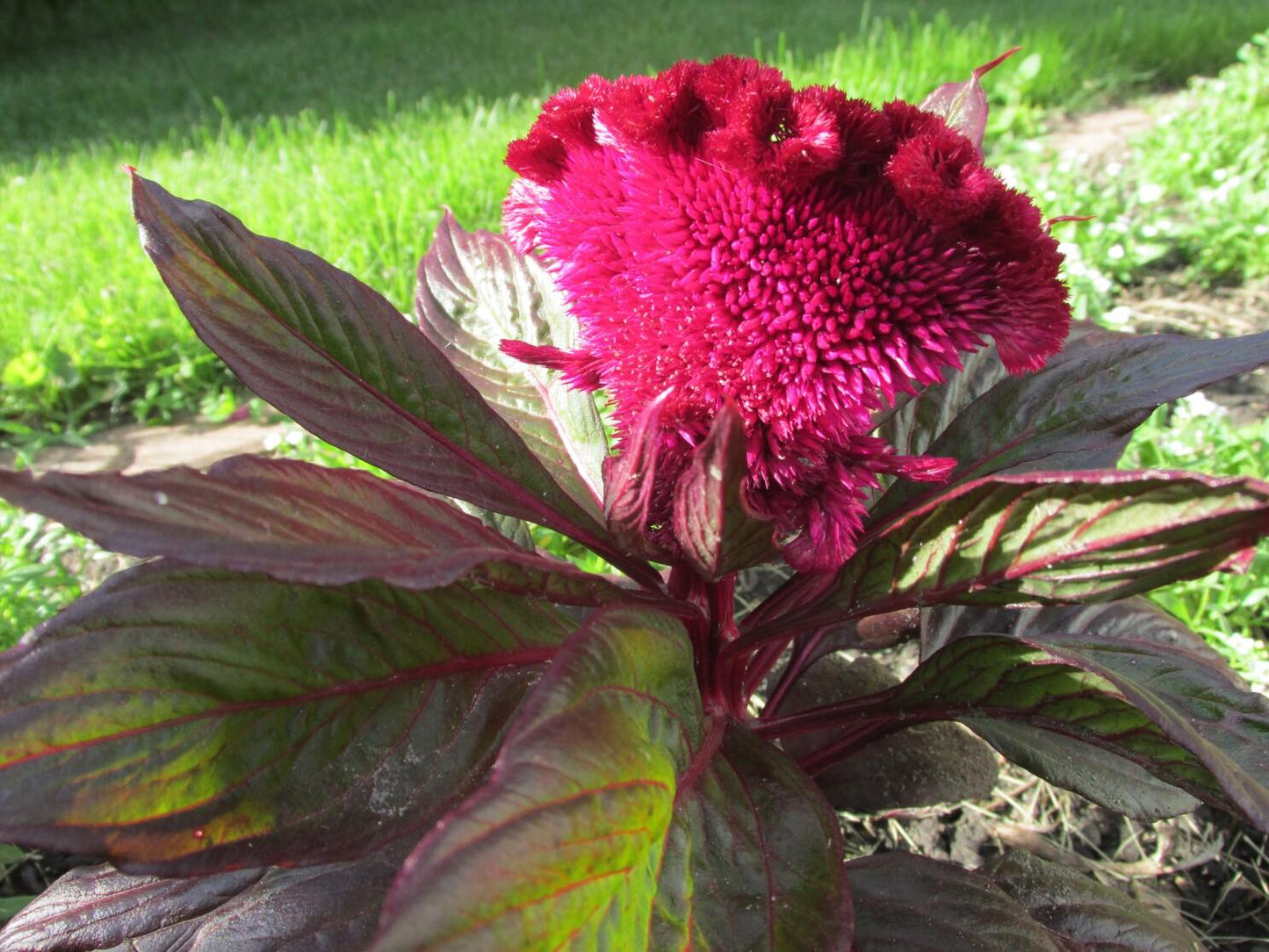 Celosia 'dracula' - View 12 from www redcrocus com
