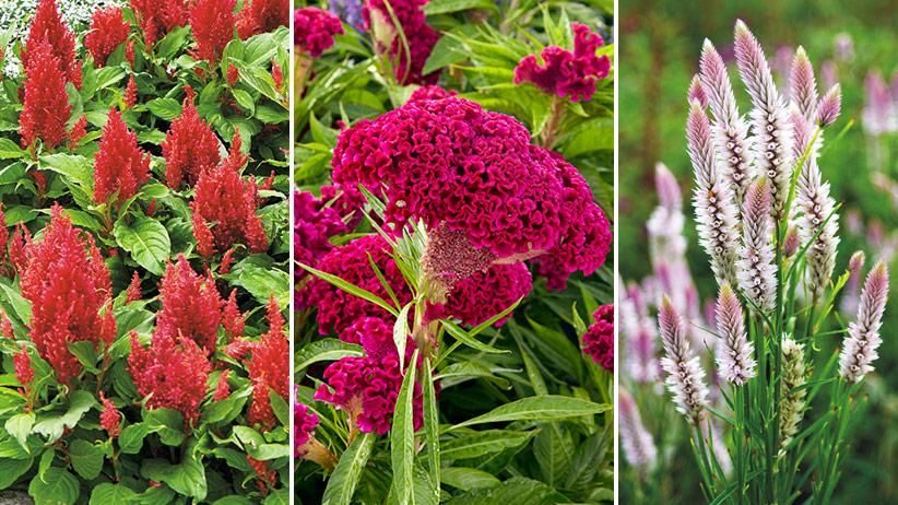 Celosia 'dracula' - View 13 from www redcrocus com