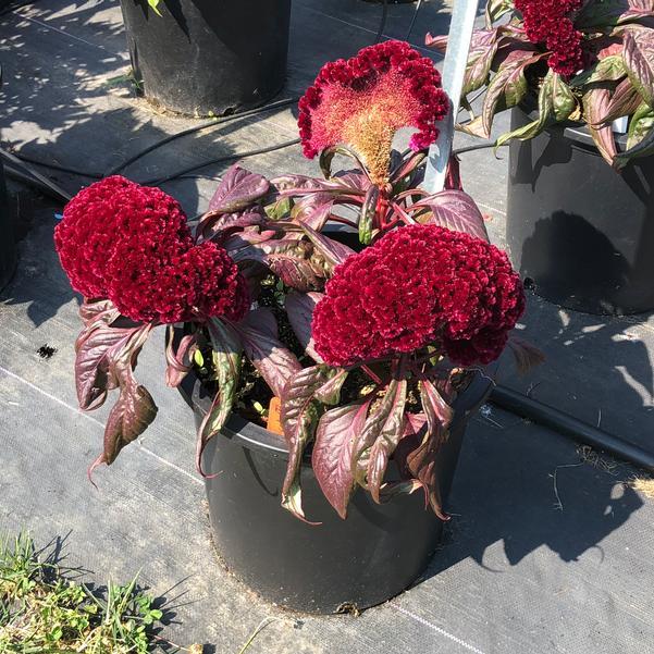 Celosia 'dracula' - View 14 from www redcrocus com