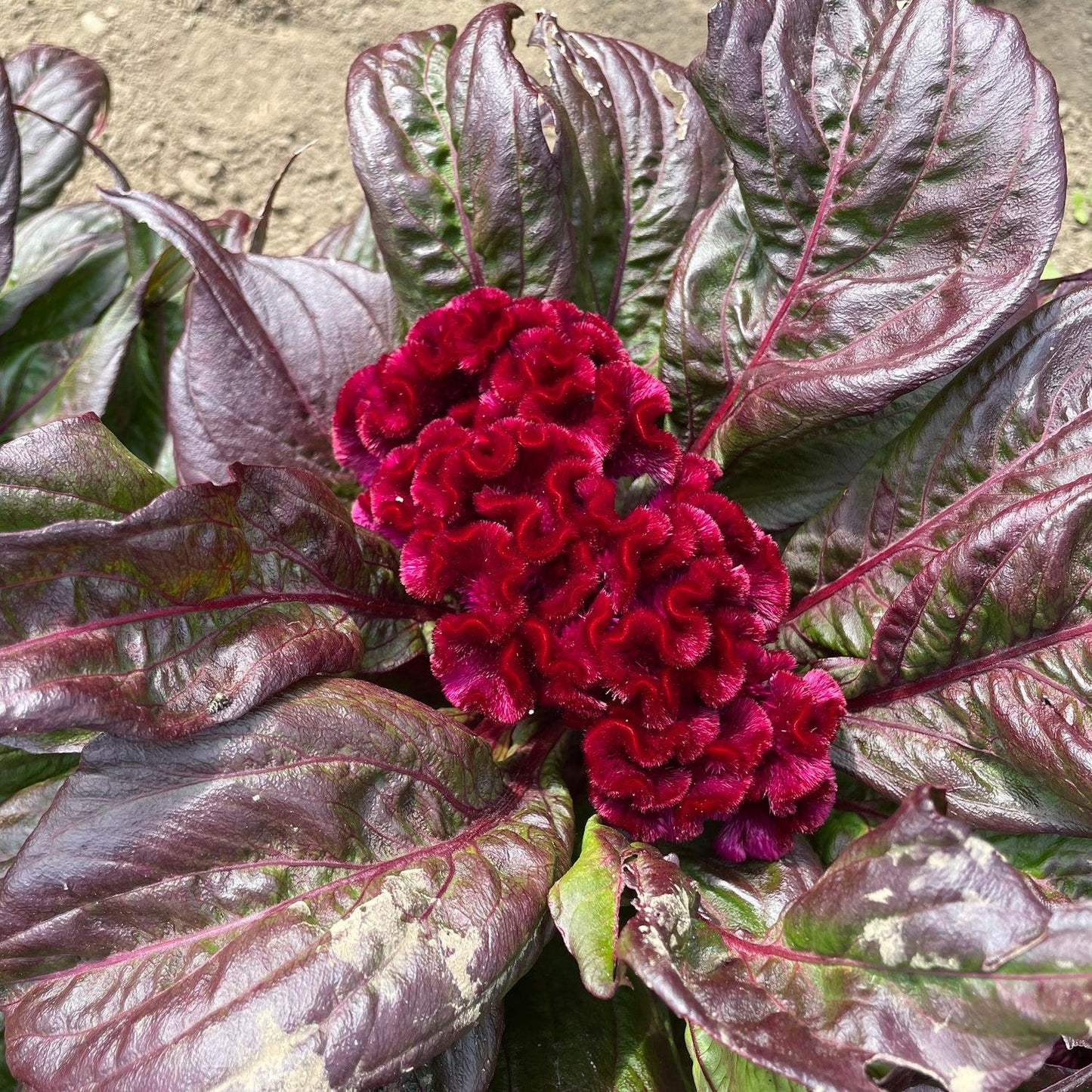 Celosia 'dracula' - View 15 from www redcrocus com