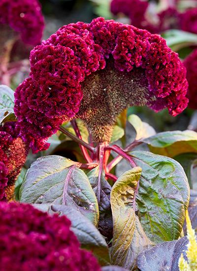 Celosia 'dracula' - View 16 from www redcrocus com