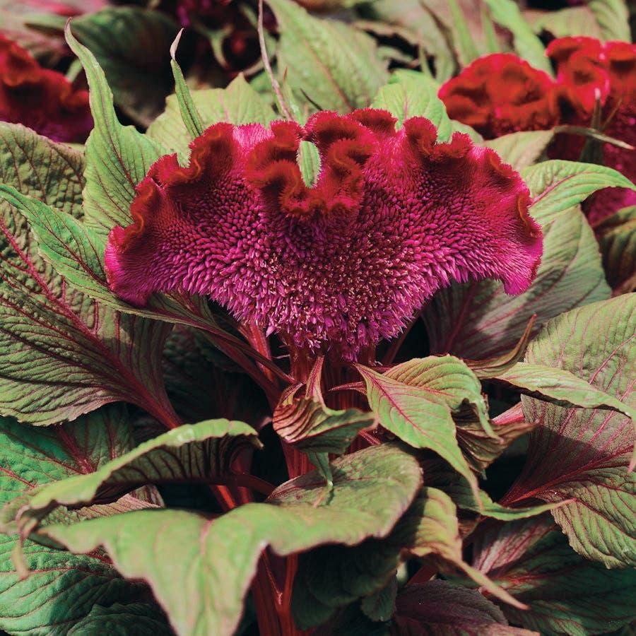 Celosia 'dracula' - View 1 from www redcrocus com