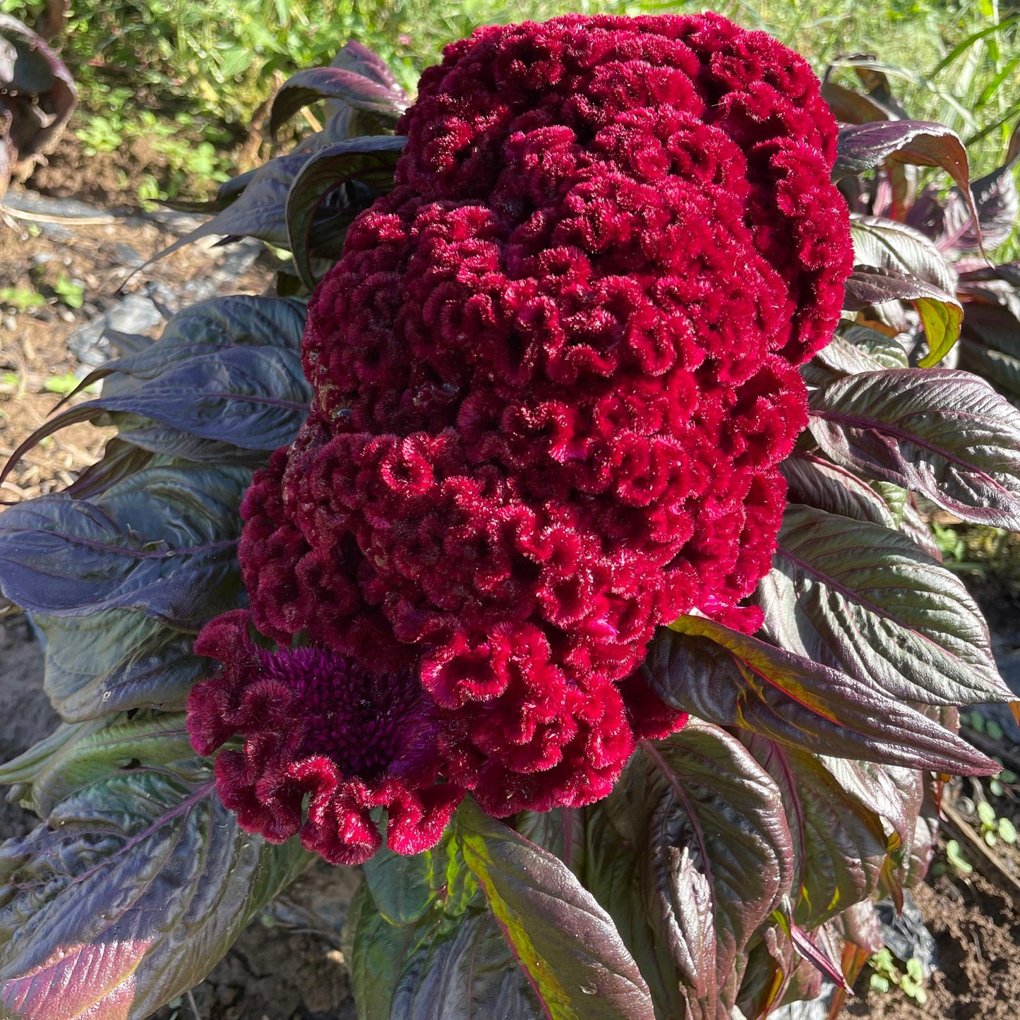 Celosia 'dracula' - View 2 from www redcrocus com