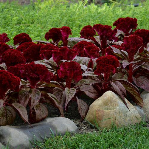 Celosia 'dracula' - View 3 from www redcrocus com