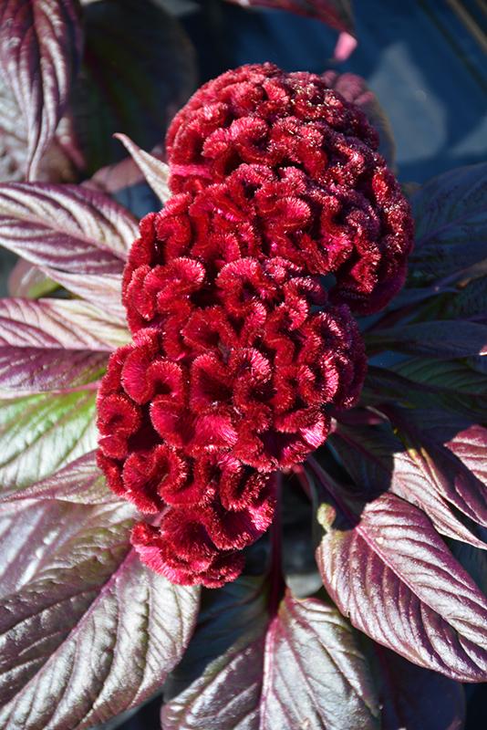 Celosia 'dracula' - View 4 from www redcrocus com