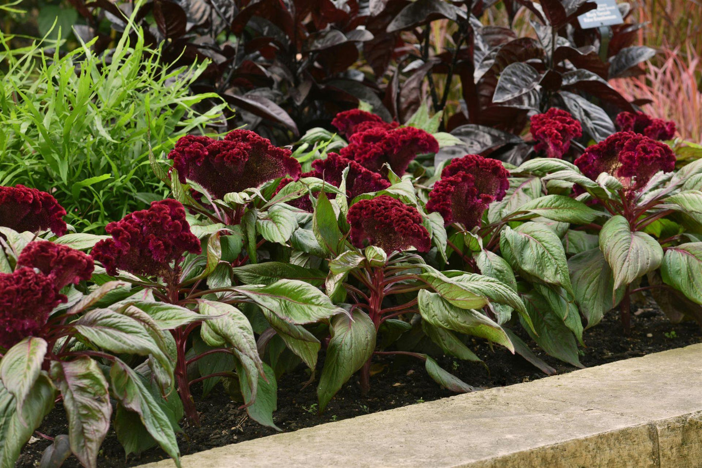 Celosia 'dracula' - View 5 from www redcrocus com