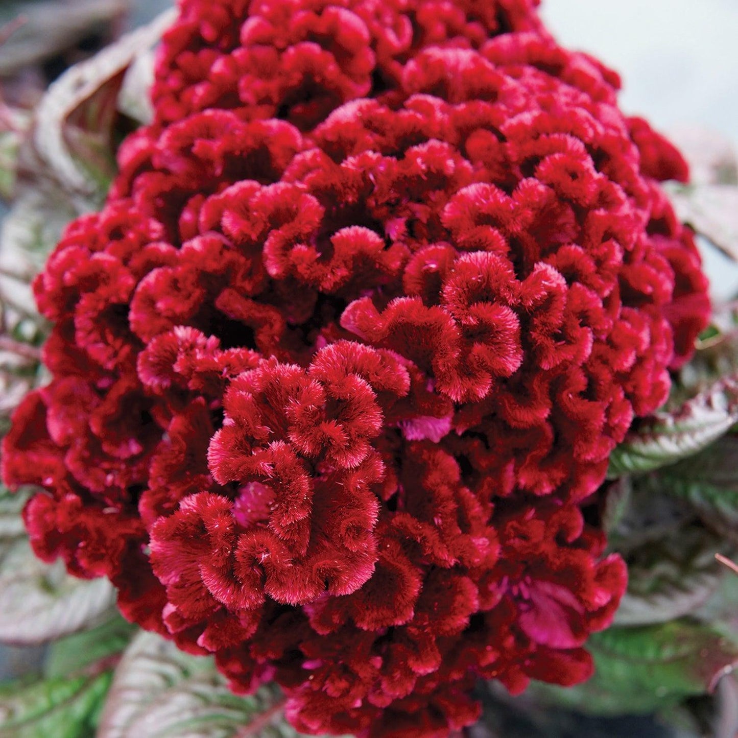 Celosia 'dracula' - View 6 from www redcrocus com