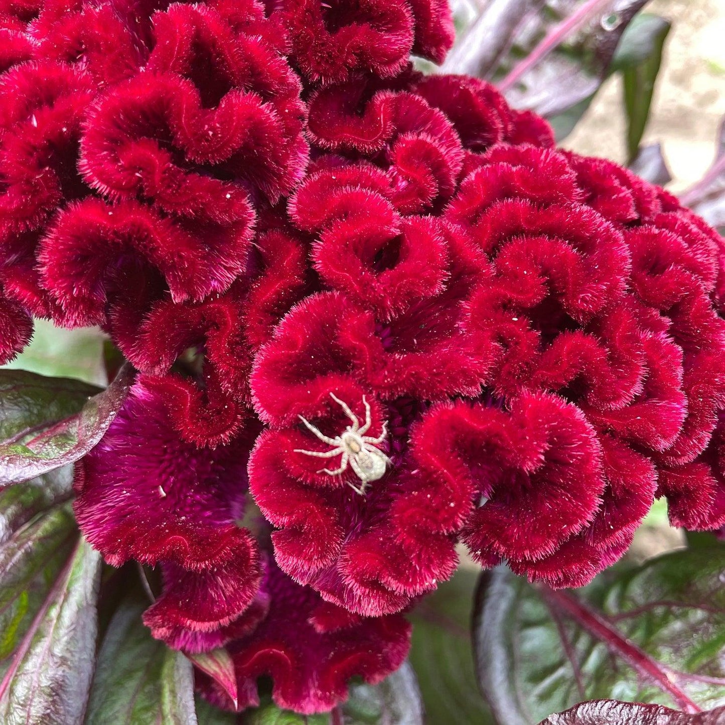 Celosia 'dracula' - View 7 from www redcrocus com
