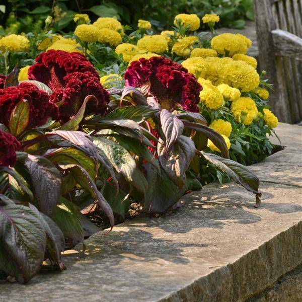 Celosia 'dracula' - View 8 from www redcrocus com