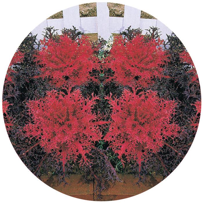 Kale 'yokohama Red' - View 25 from www redcrocus com