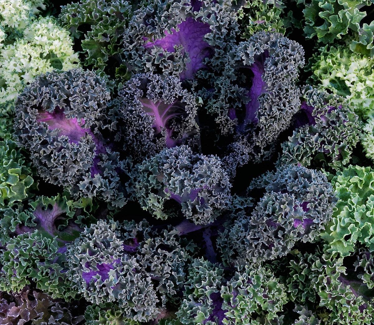 Kale 'yokohama Red' - View 27 from www redcrocus com