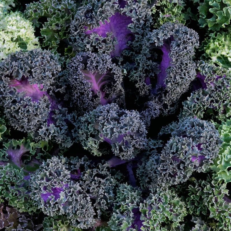 Kale 'yokohama Red' - View 2 from www redcrocus com