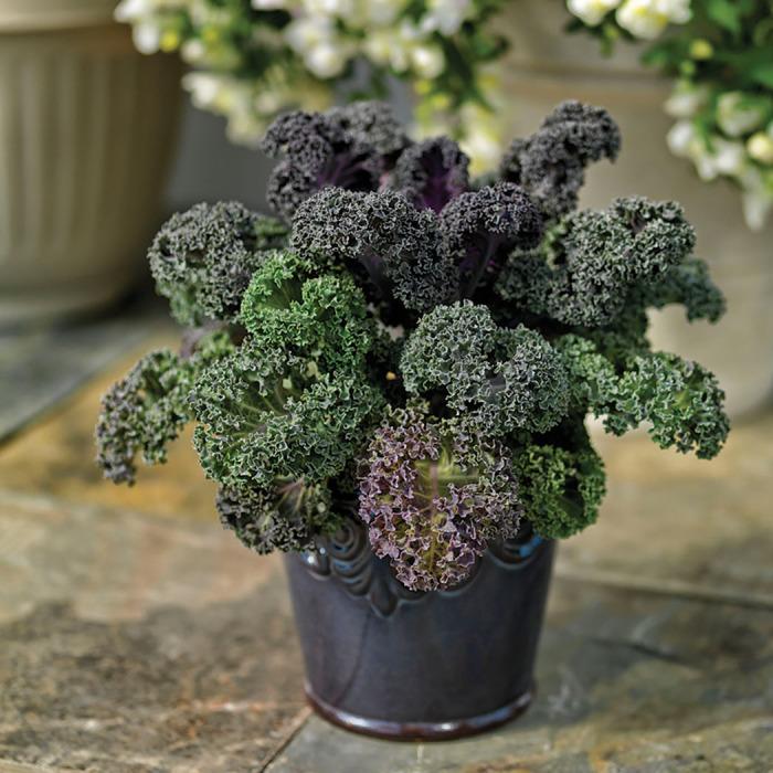 Kale 'yokohama Red' - View 8 from www redcrocus com