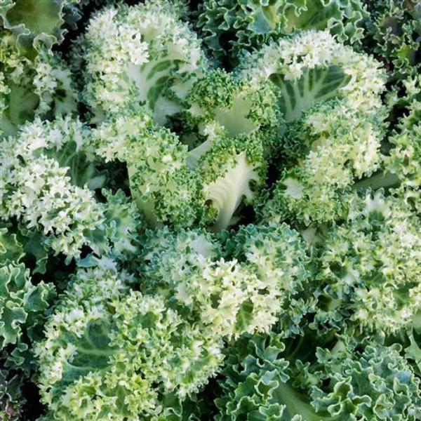 Kale 'yokohama White' - View 11 from www redcrocus com