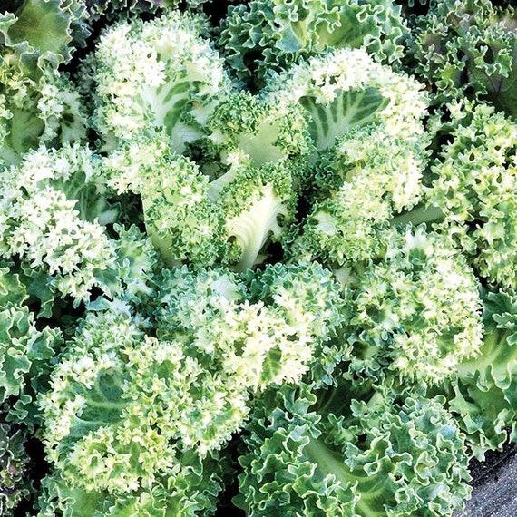 Kale 'yokohama White' - View 12 from www redcrocus com