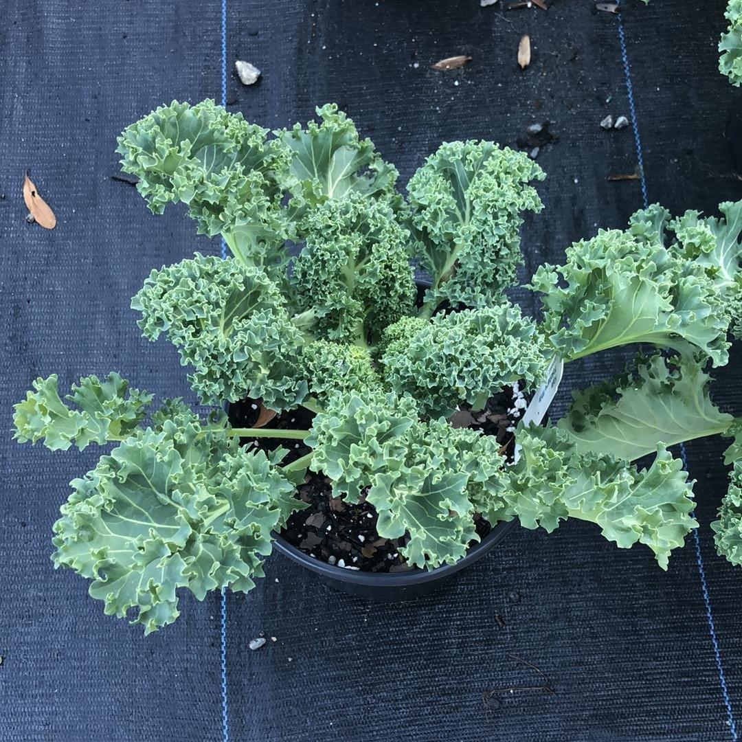 Kale 'yokohama White' - View 13 from www redcrocus com