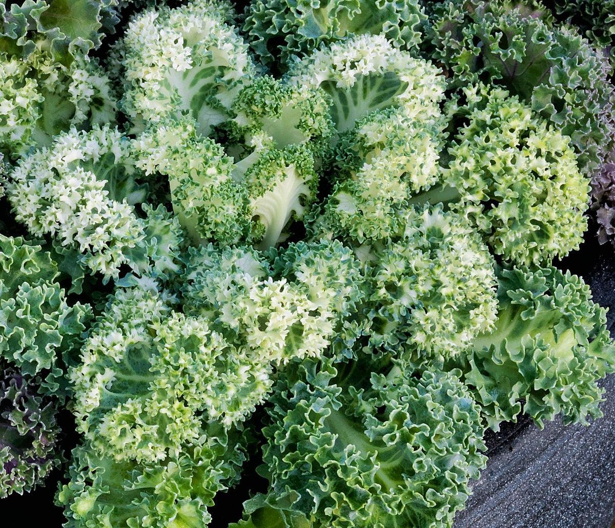 Kale 'yokohama White' - View 18 from www redcrocus com