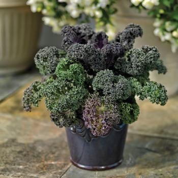 Kale 'yokohama White' - View 21 from www redcrocus com