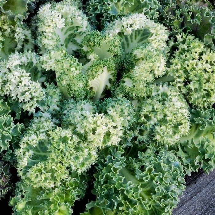 Kale 'yokohama White' - View 23 from www redcrocus com