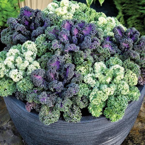 Kale 'yokohama White' - View 28 from www redcrocus com