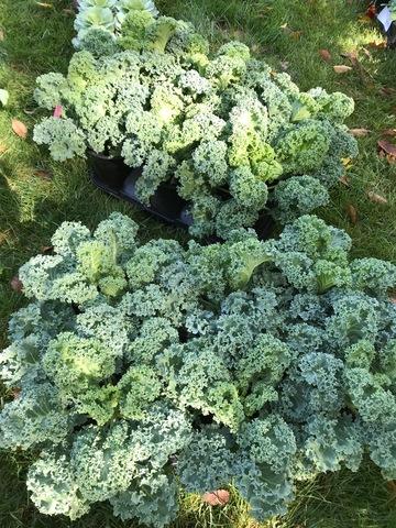 Kale 'yokohama White' - View 2 from www redcrocus com