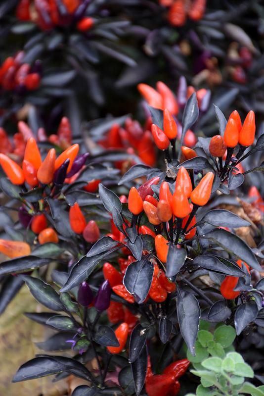 Pepper, Ornamental 'midnight Fire' - View 12 from www redcrocus com