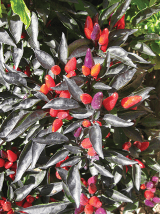 Pepper, Ornamental 'midnight Fire' - View 14 from www redcrocus com