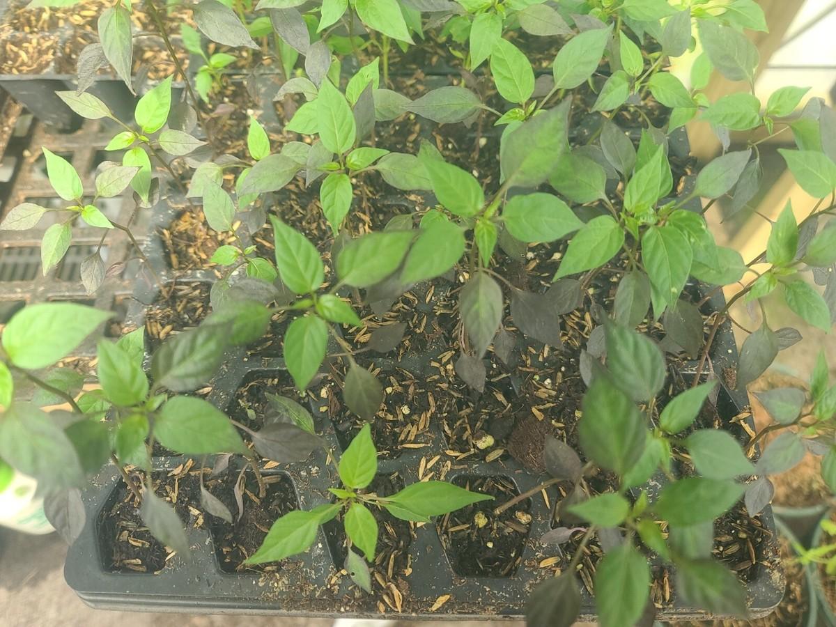 Pepper, Ornamental 'midnight Fire' - View 16 from www redcrocus com