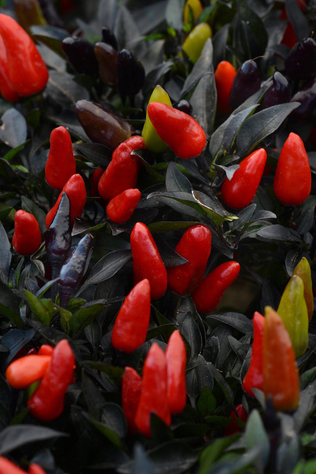 Pepper, Ornamental 'midnight Fire' - View 1 from www redcrocus com