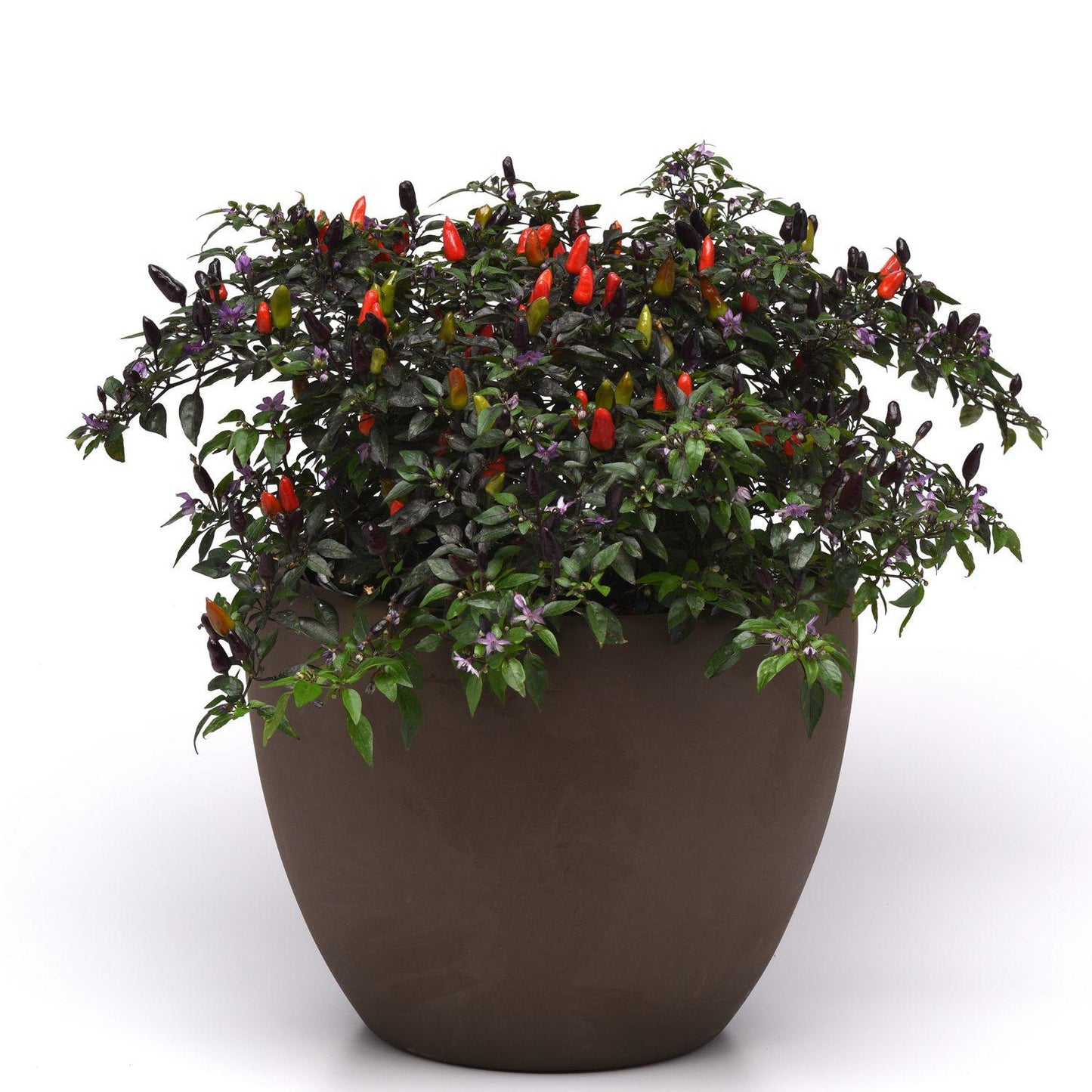 Pepper, Ornamental 'midnight Fire' - View 2 from www redcrocus com