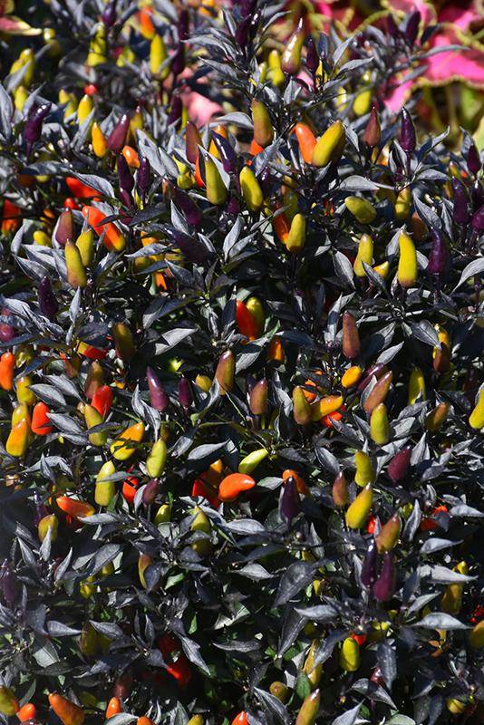 Pepper, Ornamental 'midnight Fire' - View 4 from www redcrocus com