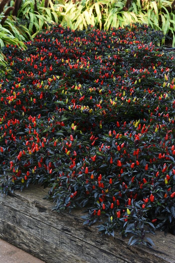Pepper, Ornamental 'midnight Fire' - View 5 from www redcrocus com