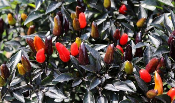 Pepper, Ornamental 'midnight Fire' - View 6 from www redcrocus com