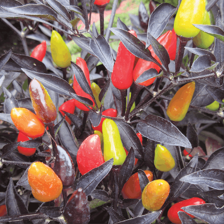 Pepper, Ornamental 'midnight Fire' - View 8 from www redcrocus com