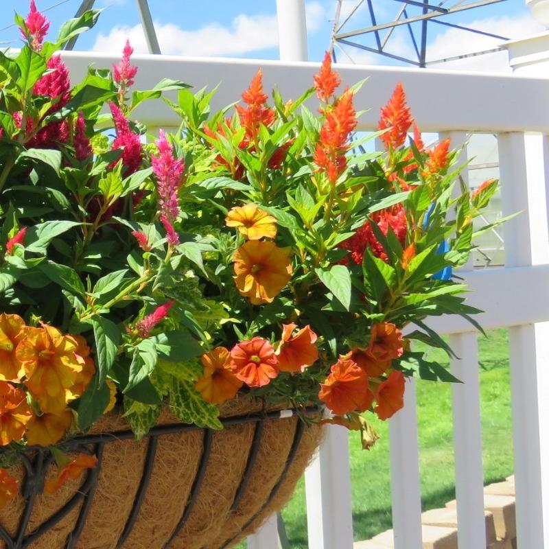 Celosia 'kelos Fire Orange' - View 11 from www redcrocus com