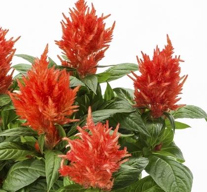 Celosia 'kelos Fire Orange' - View 12 from www redcrocus com