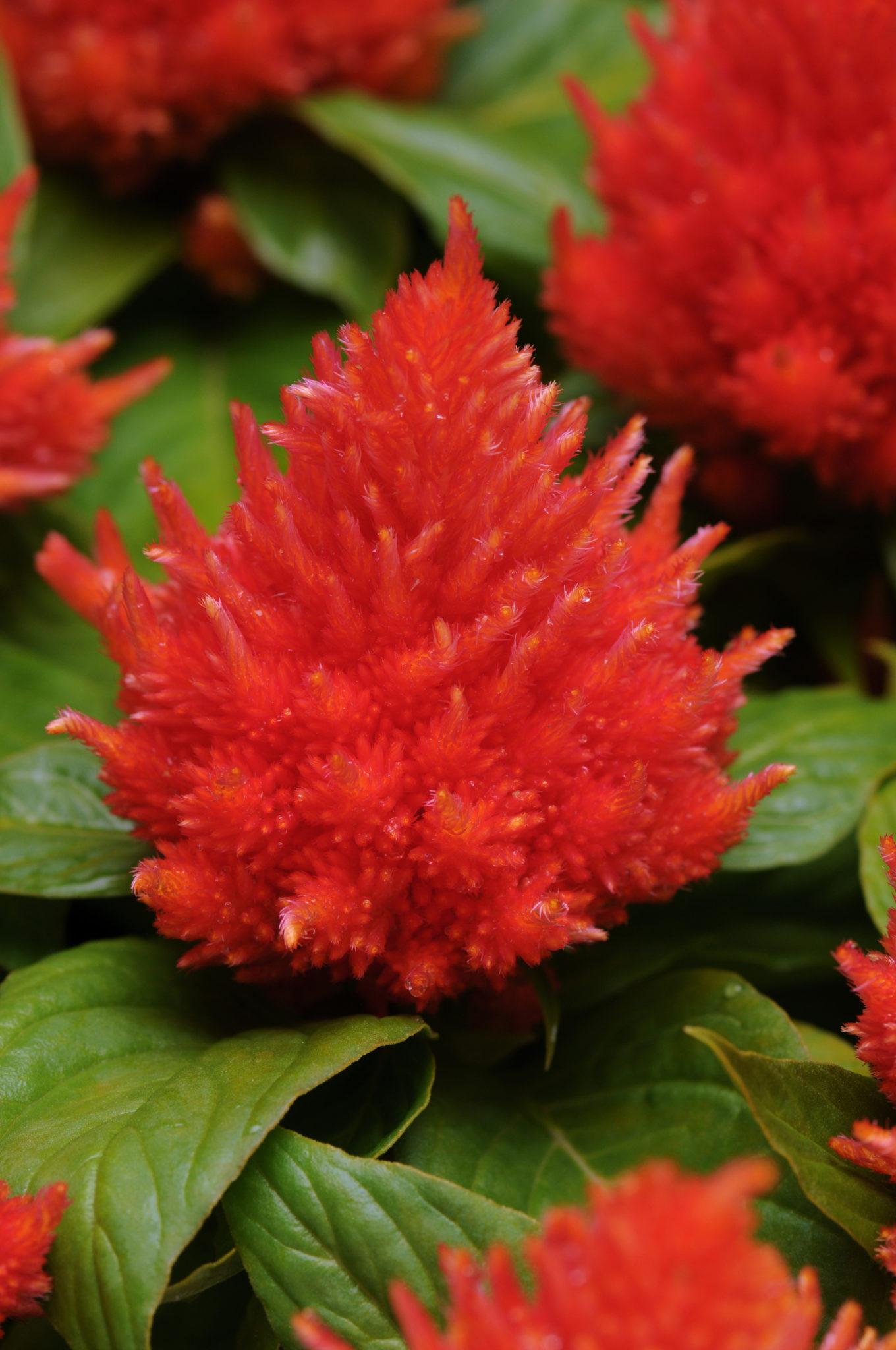 Celosia 'kelos Fire Orange' - View 13 from www redcrocus com