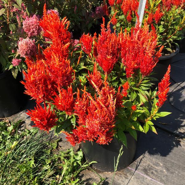 Celosia 'kelos Fire Orange' - View 2 from www redcrocus com