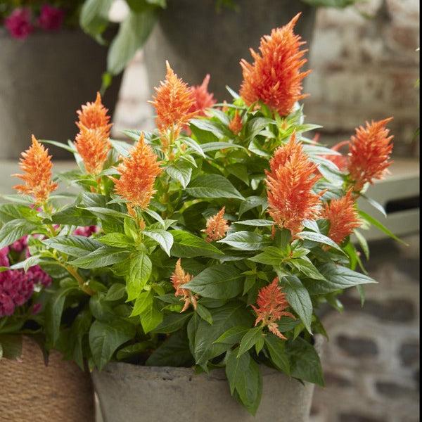 Celosia 'kelos Fire Orange' - View 3 from www redcrocus com